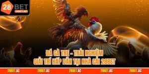 Đá gà tre trải nghiệm giải trí hấp dẫn tại nhà cái 28Bet